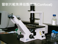 雷射共軛焦掃瞄顯微鏡(Confocal)圖片